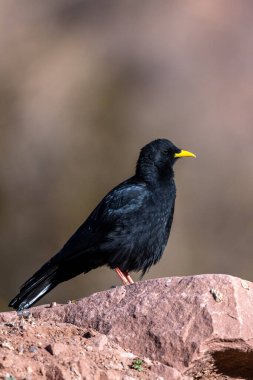 Alp chough, sarı gagalı chough, Pyrrhocorax graculus. Atlas Dağları, Fas.