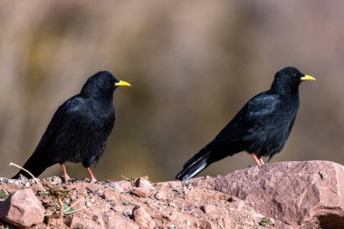 Alp chough, sarı gagalı chough, Pyrrhocorax graculus. Atlas Dağları, Fas.