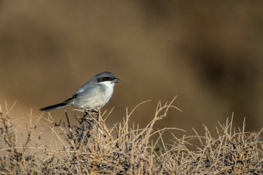 Büyük gri örümcekkuşu, Lanius excubitor, Souss-Massa, Fas