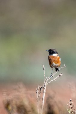 Avrupa taş başlığı, Saxicola rubicola, Fas.