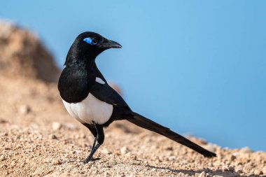 Maghreb Magpie, Pica Mauritanica, Souss-Massa Ulusal Parkı, Fas