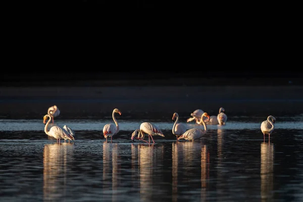 Flock Färgglada Fåglar Vattnet Större Flamingo Phoenicopterus Roseus Souss Massa — Stockfoto