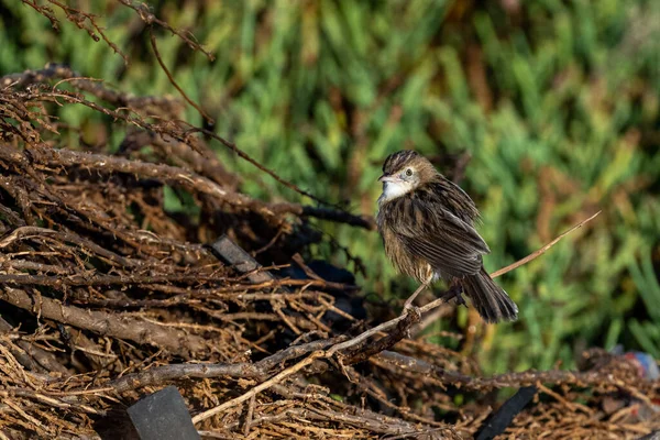 Zitting Cisticola Streaked Fantail Warbler Cisticola Juncidis Μαρόκο — Φωτογραφία Αρχείου