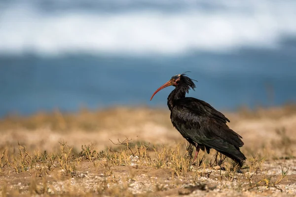 Northern Bald Ibis Geronticus Eremita Souss Massa National Park Morocco — стокове фото