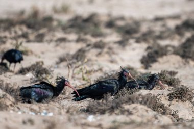 Kuzey Kel Ibis, Geronticus eremita, Souss-Massa Ulusal Parkı, Fas.