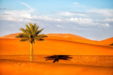 Sahra Çölü Arkaplanı. Gün batımında palmiye ağacı ve kum tepeleri. Erg Chebbi, Merzouga, Fas.