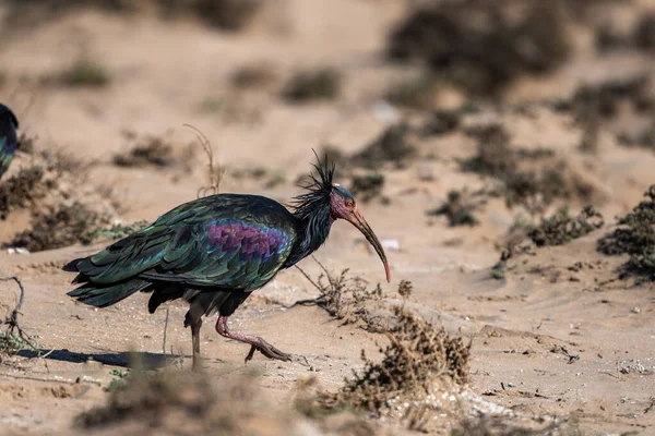 Northern Bald Ibis Geronticus Eremita Национальный Парк Сусс Масса Марокко — стоковое фото