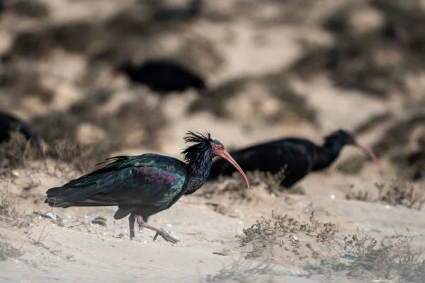Northern Bald Ibis Geronticus Eremita Национальный Парк Сусс Масса Марокко — стоковое фото