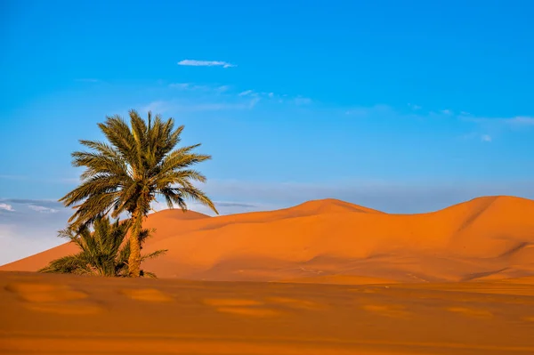 Sahra Çölü Arkaplanı Gün Batımında Palmiye Ağacı Kum Tepeleri Erg — Stok fotoğraf