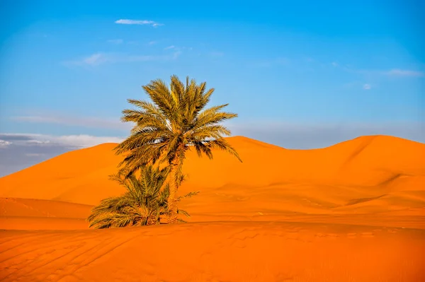 Szahara Sivatagi Háttér Pálmafa Homokdűnék Naplementekor Erg Chebbi Merzouga Marokkó — Stock Fotó