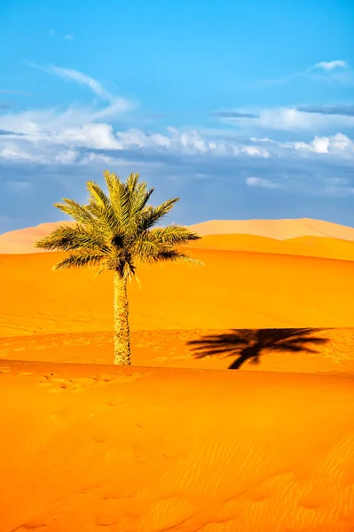 Szahara Sivatagi Háttér Pálmafa Homokdűnék Naplementekor Erg Chebbi Merzouga Marokkó — Stock Fotó