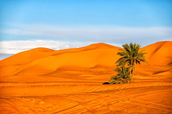 Sahara Woestijn Achtergrond Palmboom Zandduinen Bij Zonsondergang Erg Chebbi Merzouga — Stockfoto