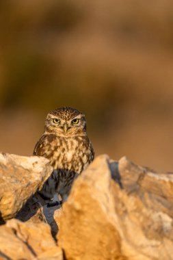 Küçük baykuş, Athene noctua, Souss-Massa Ulusal Parkı, Fas.