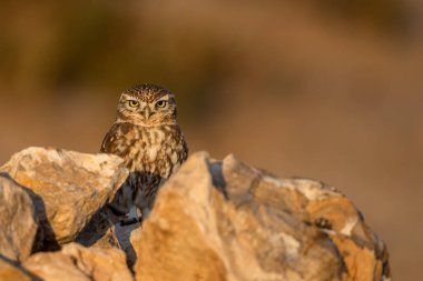 Küçük baykuş, Athene noctua, Souss-Massa Ulusal Parkı, Fas.