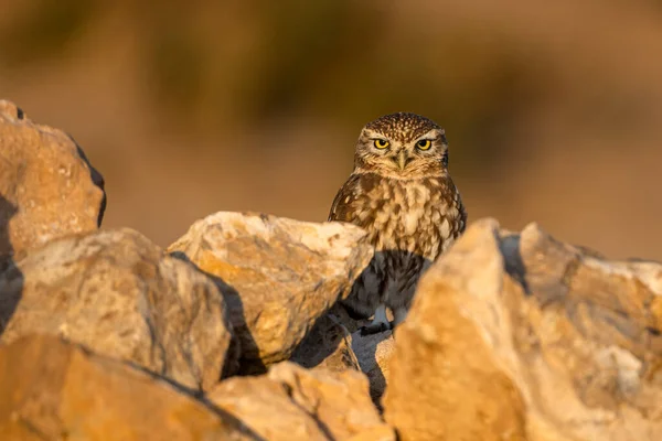 Little Owl Athene Noctua Souss Massa National Park Morocco — Stock Photo, Image