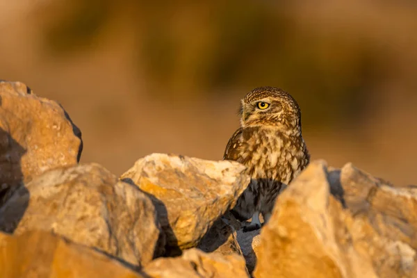 Little Owl Athene Noctua Souss Massa National Park Morocco — Stock Photo, Image