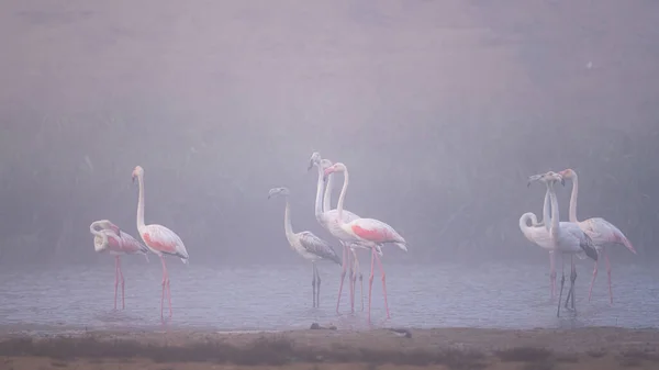 Större Flamingo Phoenicopterus Roseus Souss Massa National Park Marocko — Stockfoto