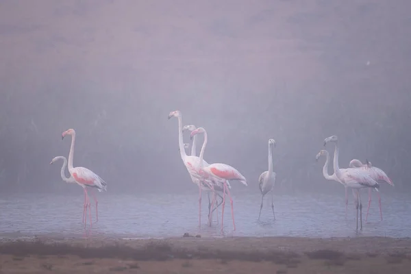 Flamingo Maior Phoenicopterus Roseus Parque Nacional Souss Massa Marrocos — Fotografia de Stock