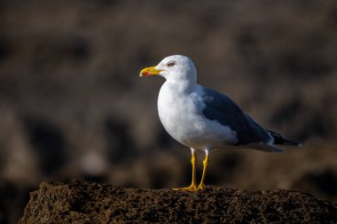 Sarı bacaklı martı, Larus michahellis, Fas.