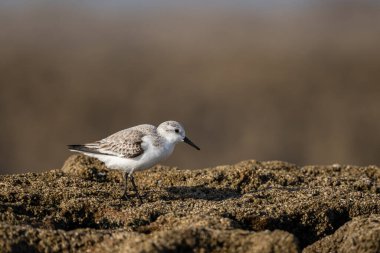 Sanderling, Calidris alba. Sıradan bir sahil kuşu.