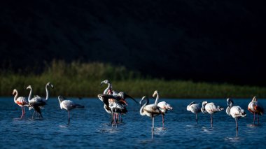 Büyük flamingo, Phoenicopterus Roseus, Souss Massa Ulusal Parkı, Fas.