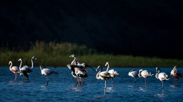 Flamingo Maior Phoenicopterus Roseus Parque Nacional Souss Massa Marrocos — Fotografia de Stock