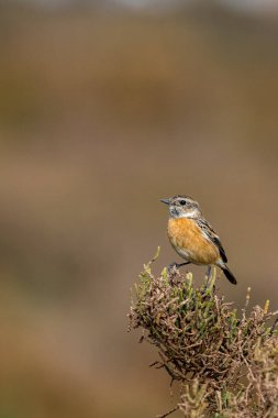 Avrupa taş başlığı, Saxicola rubicola, Fas.