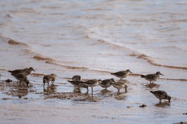 Kırmızı düğüm, Calidris kanutus, Inezgane, Fas