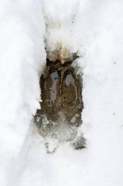 Red Deer stag tracks in the snow, Carpathian Mountains, Poland.