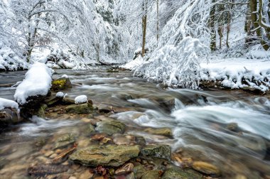 Forest mountain stream in winter. 