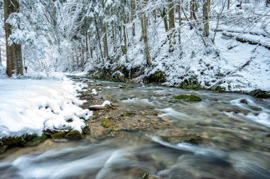 Forest mountain stream in winter. 