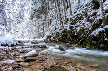 Forest mountain stream in winter. 