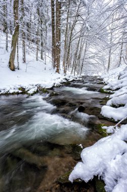 Forest mountain stream in winter. 