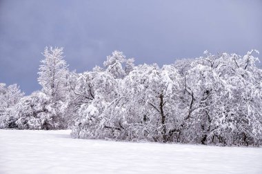 Snowy mountain forest in the Bieszczady, Carpathians. One of the most popular travel destination in Poland. Photo for a book or album cover.