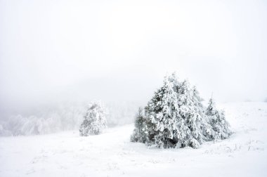 Dağ çayırındaki bir peri masalı gibi kış. Polonina Wetlinska, Bieszczady Ulusal Parkı, Karpatlar, Polonya 'da kış manzarası. Polonya 'nın en popüler seyahat merkezlerinden biridir..