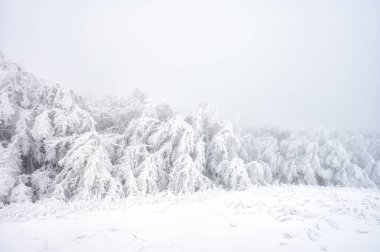 Dağ çayırındaki bir peri masalı gibi kış. Polonina Wetlinska, Bieszczady Ulusal Parkı, Karpatlar, Polonya 'da kış manzarası. Polonya 'nın en popüler seyahat merkezlerinden biridir..