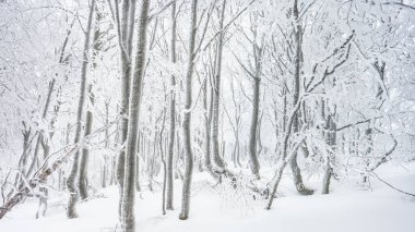 Polonya 'nın en popüler seyahat yerlerinden birinde kar masalı. Bieszczady Dağları 'ndaki kayın ormanı, Polonya.