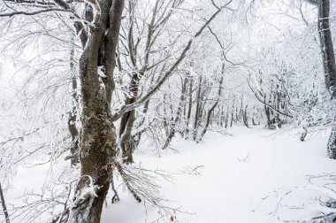 Polonya 'nın en popüler seyahat yerlerinden birinde kar masalı. Bieszczady Dağları 'ndaki kayın ormanı, Polonya.