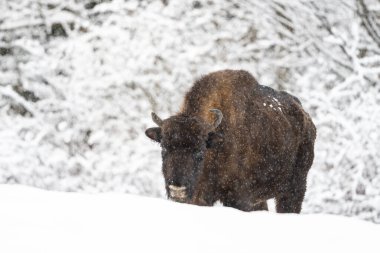 Avrupa Bizonu, Wisent, Bison Bonasus 'u kışın doğal ortamında. Bieszczady Dağları, Karpatlar, Polonya 2023.