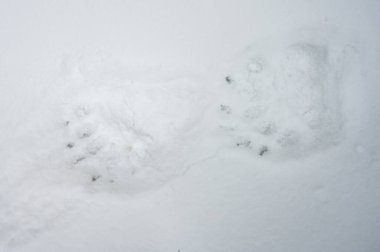 Bear tracks in the snow. Brown bear, Ursus arctos, Bieszczady, C clipart
