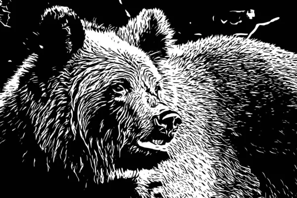 Nahaufnahme Eines Braunen Bärenkopfes Illustration Für Shirt Kleidung Tätowierung Logo — Stockfoto