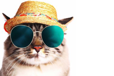 Güneş gözlüğü takan ve beyaz şapkalı komik kedinin yakın plan portresi.