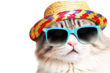 Güneş gözlüğü takan ve beyaz şapkalı komik kedinin yakın plan portresi.