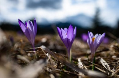 Tipik bahar dağ çiçekleri. Crocus vernus, Crocus heuffelianus, Crocus ascepusiensis. Tatra Dağları.