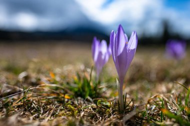 Tipik bahar dağ çiçekleri. Crocus vernus, Crocus heuffelianus, Crocus ascepusiensis. Tatra Dağları.