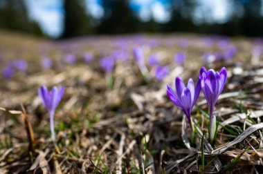 Tipik bahar dağ çiçekleri. Crocus vernus, Crocus heuffelianus, Crocus ascepusiensis. Tatra Dağları.