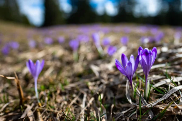 stock image Typical spring mountain flowers. Crocus vernus, Crocus heuffelianus, Crocus scepusiensis. The Tatra Mountains.