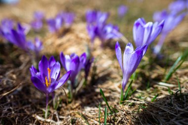 Tipik bahar dağ çiçekleri. Crocus vernus, Crocus heuffelianus, Crocus ascepusiensis. Tatra Dağları.