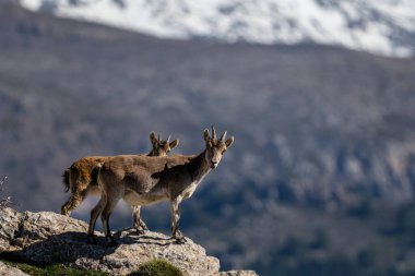 İber dağ keçisi, İspanyol dağ keçisi, İspanyol vahşi keçisi ve İber vahşi keçisi, Capra pyrenaica olarak da bilinir. Sierra Nevada sıradağları.