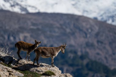 İber dağ keçisi, İspanyol dağ keçisi, İspanyol vahşi keçisi ve İber vahşi keçisi, Capra pyrenaica olarak da bilinir. Sierra Nevada sıradağları.